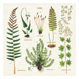 Fern Cloth Napkins - Set of 4