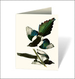 Audubon's Birds of America Notecards