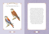 City Bird, Explore the Charming Metropolitan Melodies of Our Feathered Friends
