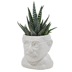 Sigmond Freud planter