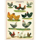 Chickens & Roosters Tea Towel